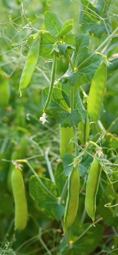 Field Pea Production Ndsu Agriculture 7362